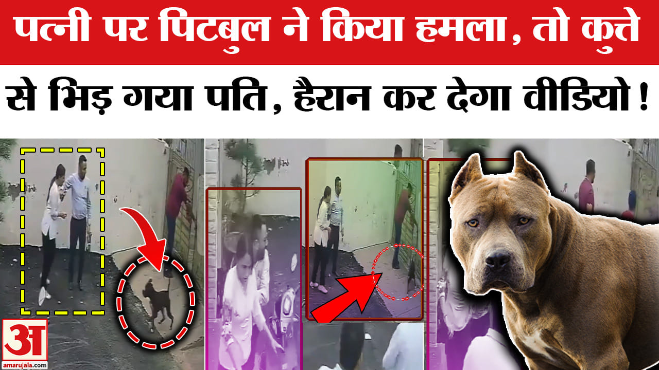 Punjab Pitbull Attack Case