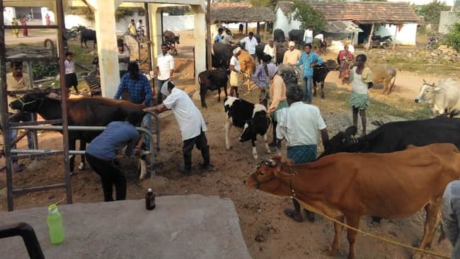 UP: Crackdown on quacks treating animals, investigation team to be formed in every district