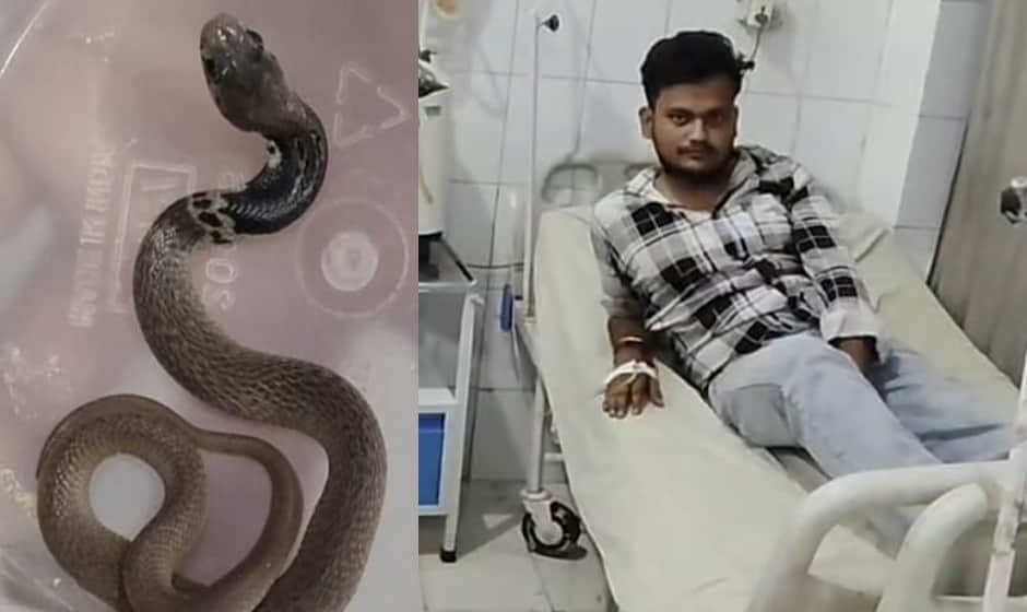 Hamirpur: Young man bitten by a snake while putting on his shoe