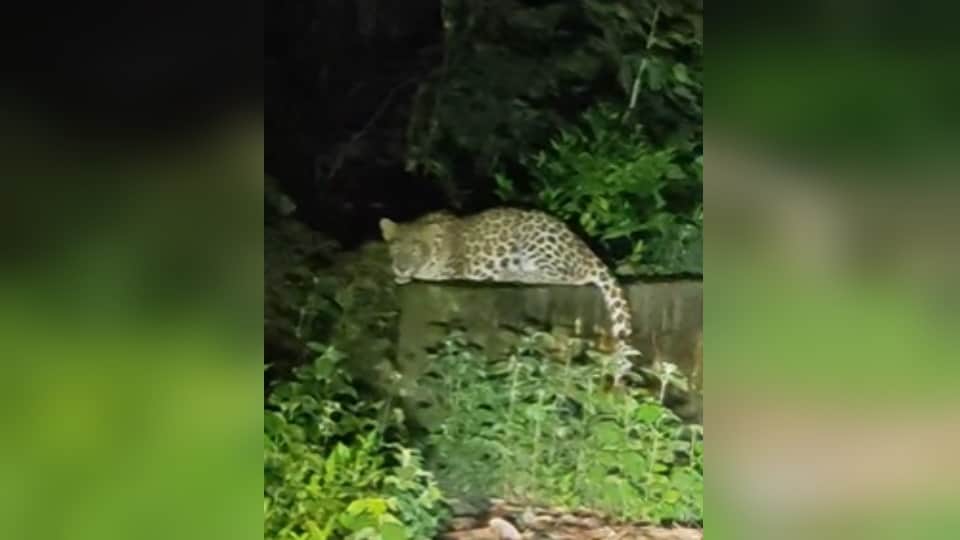 Leopard Spotted Near Jambudweep in Meerut, Raises Safety Concerns for Devotees