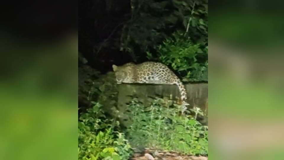 Leopard Spotted Near Jambudweep in Meerut, Raises Safety Concerns for Devotees