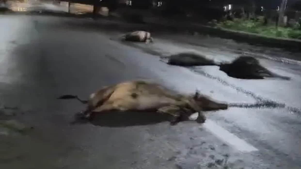 Late-night rampage by heavy vehicle on Darri main road: 17 cattle hit, several killed, many injured; Outrage e