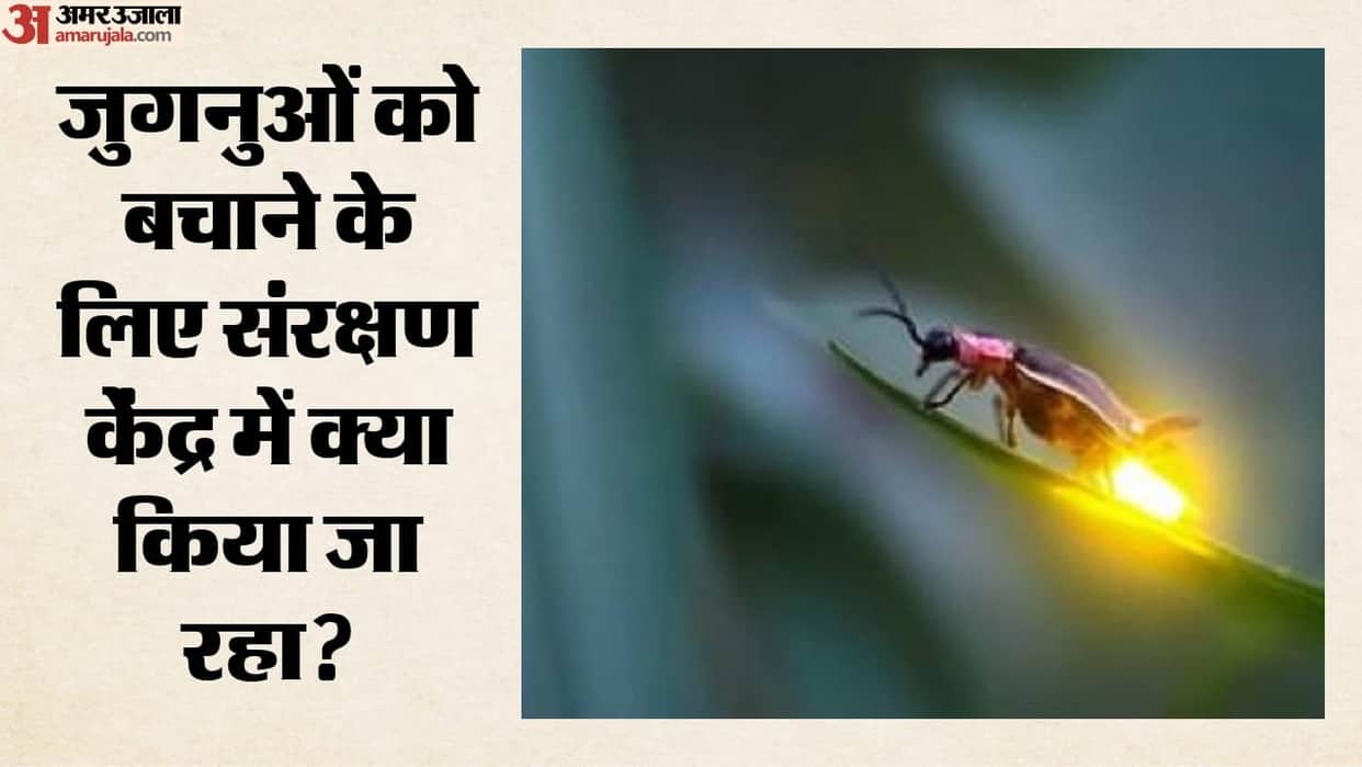 Firefly Conservation in Indonesia Can This Unique Mission Bring Back the Glow of Fireflies to the Dark Nights?