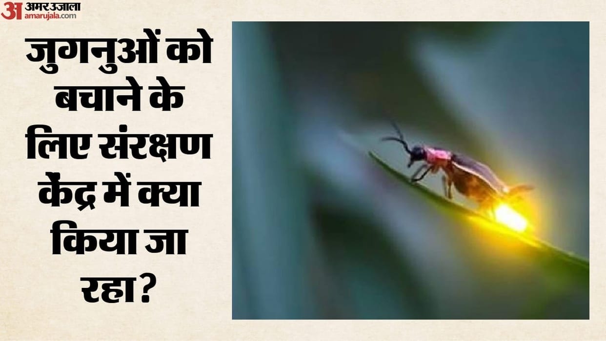 Firefly Conservation in Indonesia Can This Unique Mission Bring Back the Glow of Fireflies to the Dark Nights?