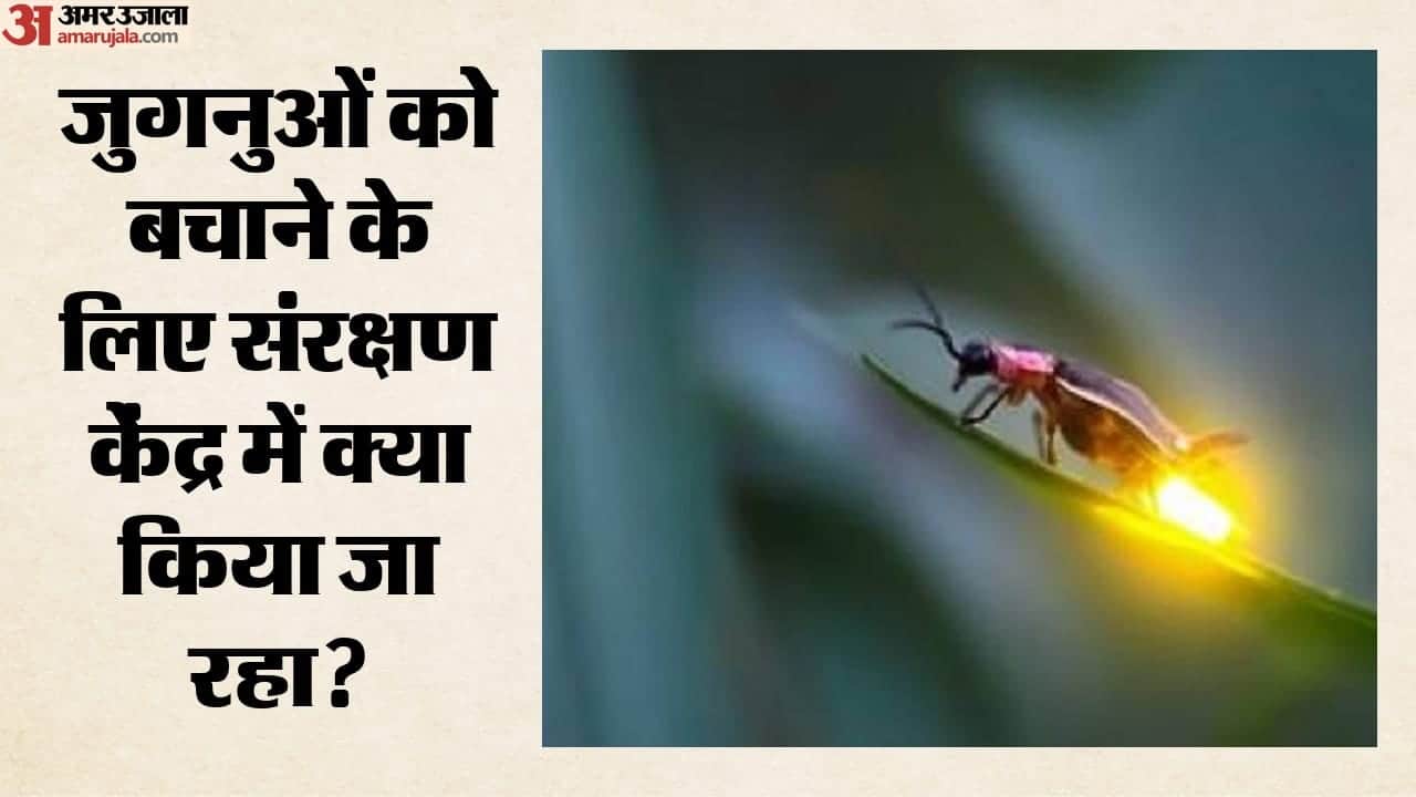 जुगनुओं को बचाने के लिए संरक्षण केंद्र में क्या किया जा रहा