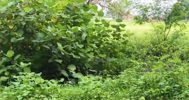 Kanpur Body of six month pregnant woman found in orchard 500 meters from home murder suspected