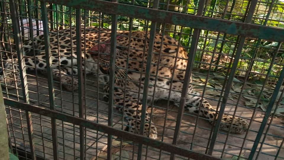 Leopard terror in Moradabad: Another farmer attacked; attacker of three people caught after 11 days
