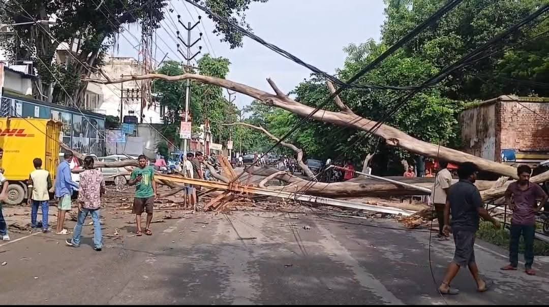 Kanpur: Tree Falls on VIP Road, Traffic Diversion Implemented; Check Alternate Routes