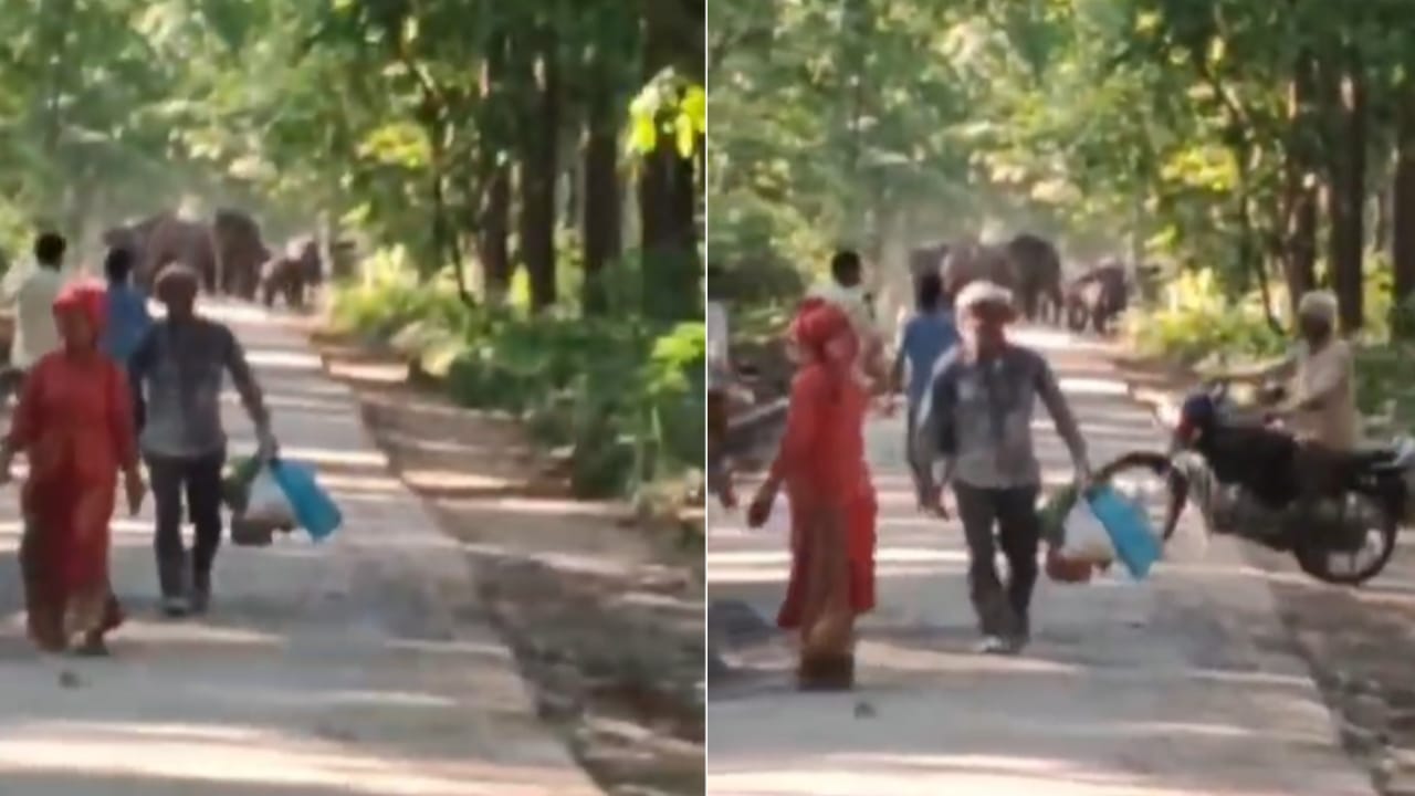 हाथियों को देख पीछे लौटते लोग
