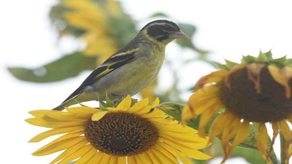 Yellow-breasted Greenfinch caught on camera in ranikhet