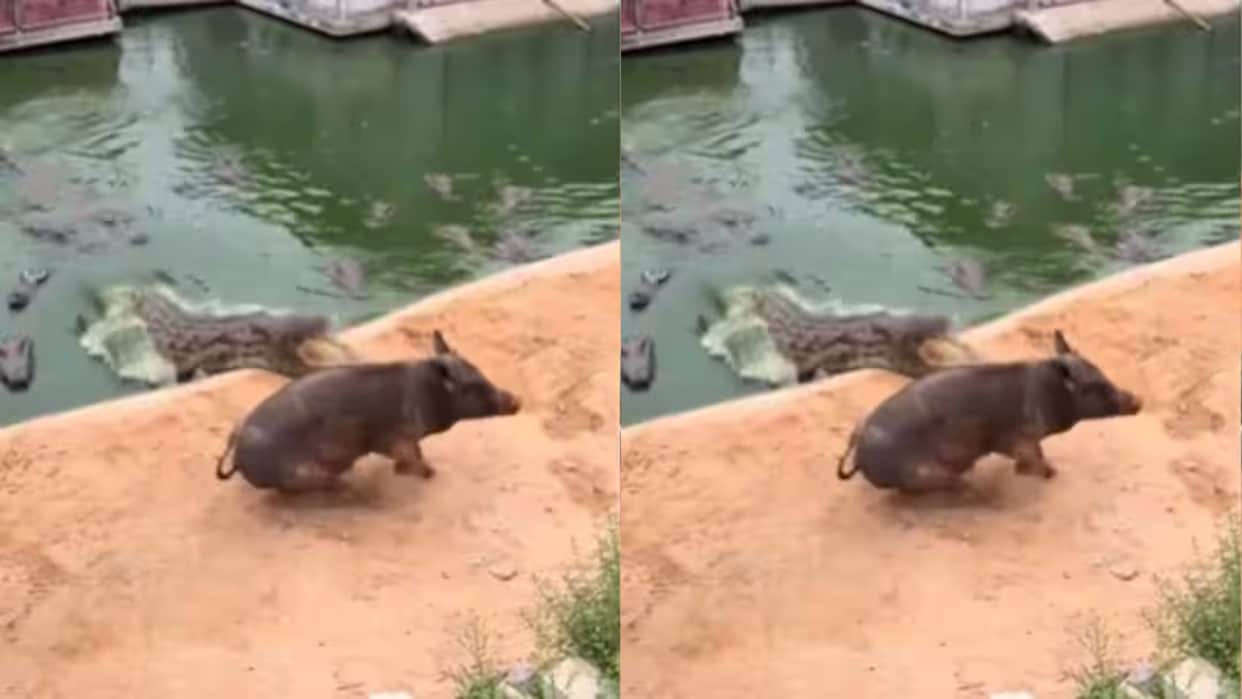 Crocodiles Surround a Lone Pig in Viral Video But Its Narrow Escape Leaves Viewers Stunned