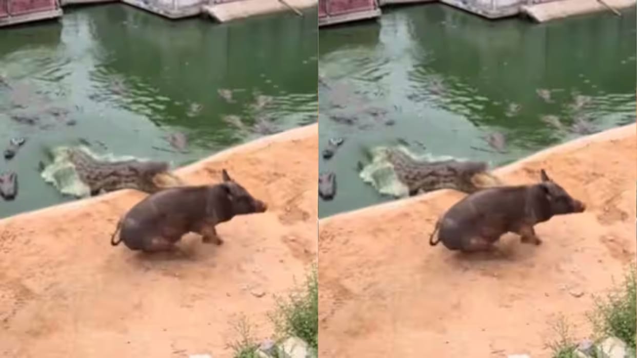 Crocodiles Surround a Lone Pig in Viral Video But Its Narrow Escape Leaves Viewers Stunned