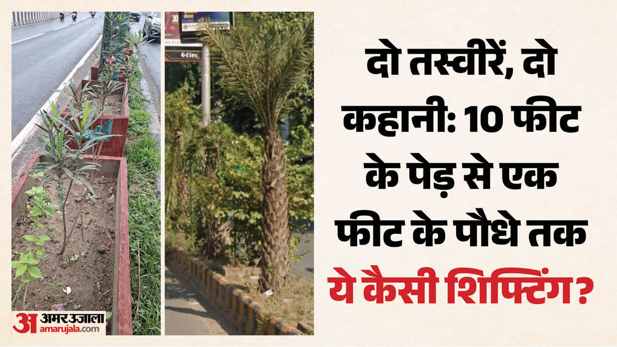 10-Foot Trees Went Missing Questions Raised Over Agra Nagar Nigam’s Tree Translocation Claim