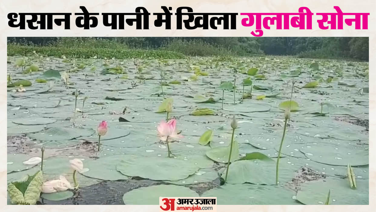 From MP Dhasan River to Banke Bihari Temple How 'Pink Gold' Lotus Farming Transformed a Village’s Economy