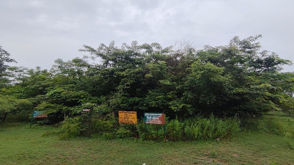 कासिमपुर पावर हाउस नर्सरी