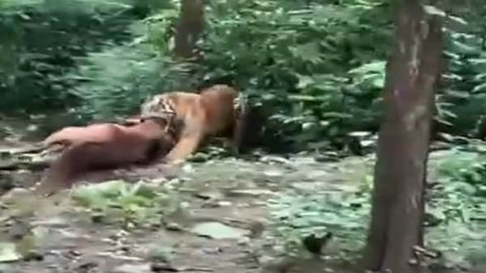 a tiger entered the populated area and hunted a horse In the village of Dhikuli