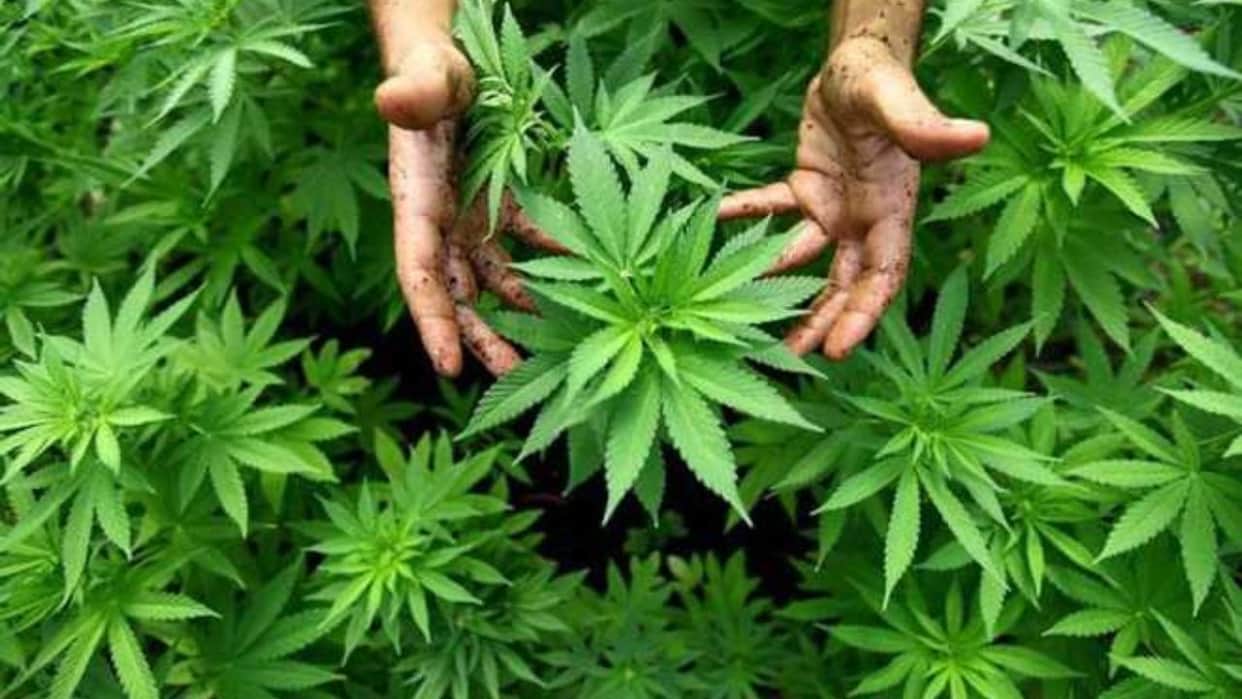 himachal medical cannabis cultivation license fee reduction