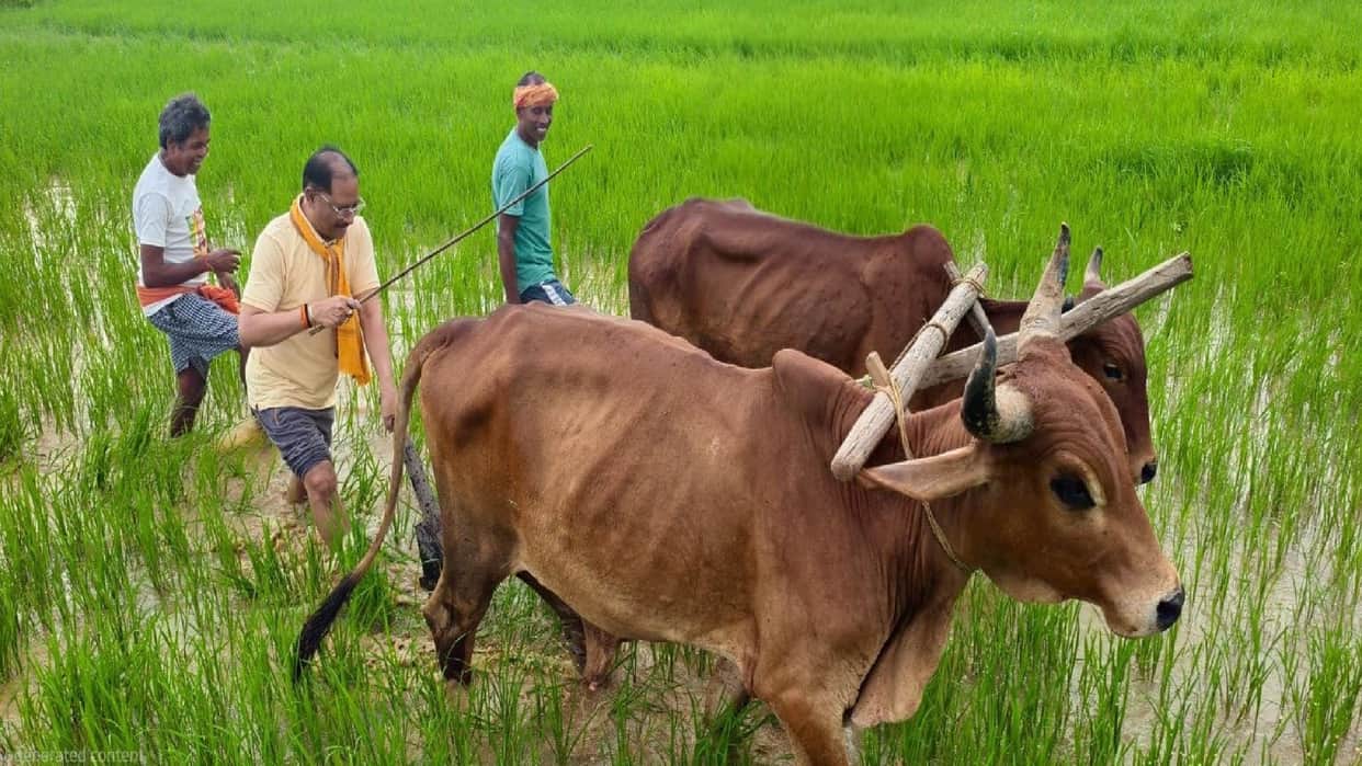 cm vishnudeo sai farming at field with bullocks early in the morning