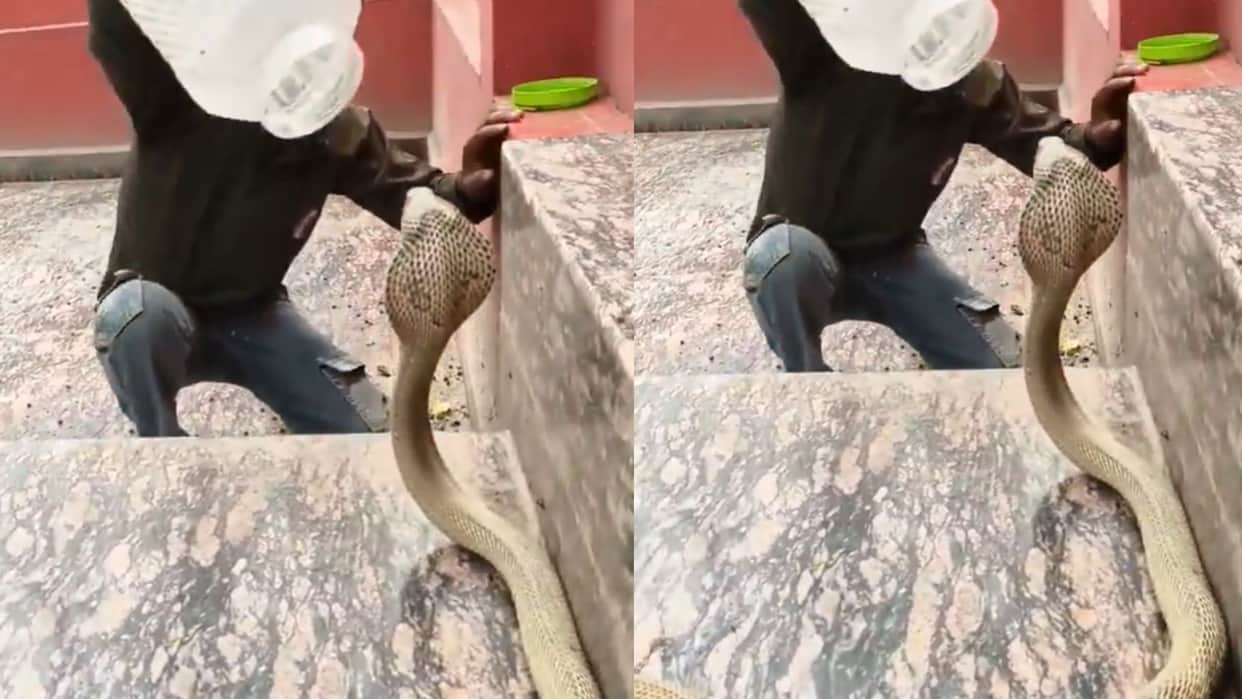 Cobra Video cobra caught with plastic jar viral video nag panchami