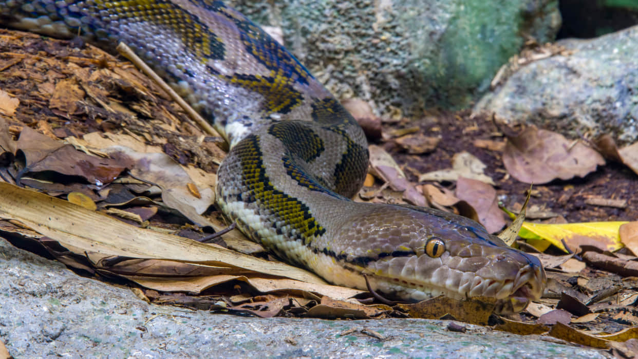 UP meerut giant python at the enter door snake rescue viral video
