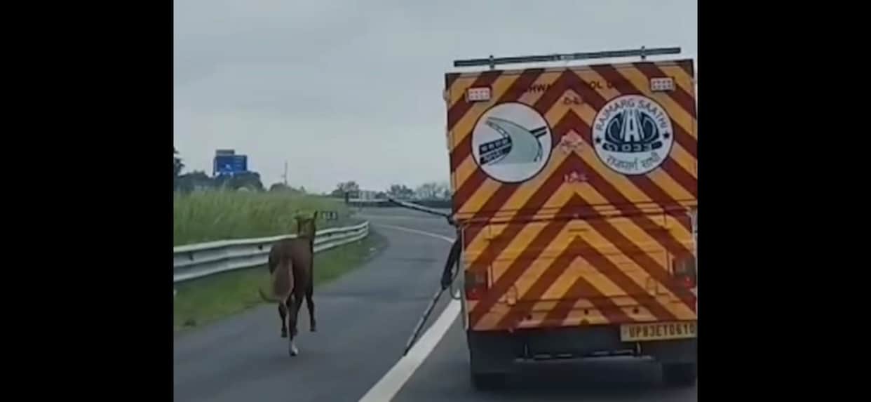 Unnao: Horse Runs onto Lucknow-Kanpur Expressway, Viral Video Raises Safety Concerns