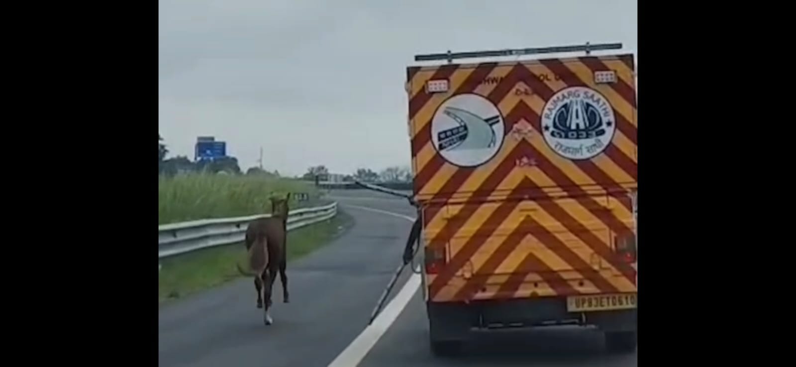 Horse Runs onto Lucknow-Kanpur Expressway