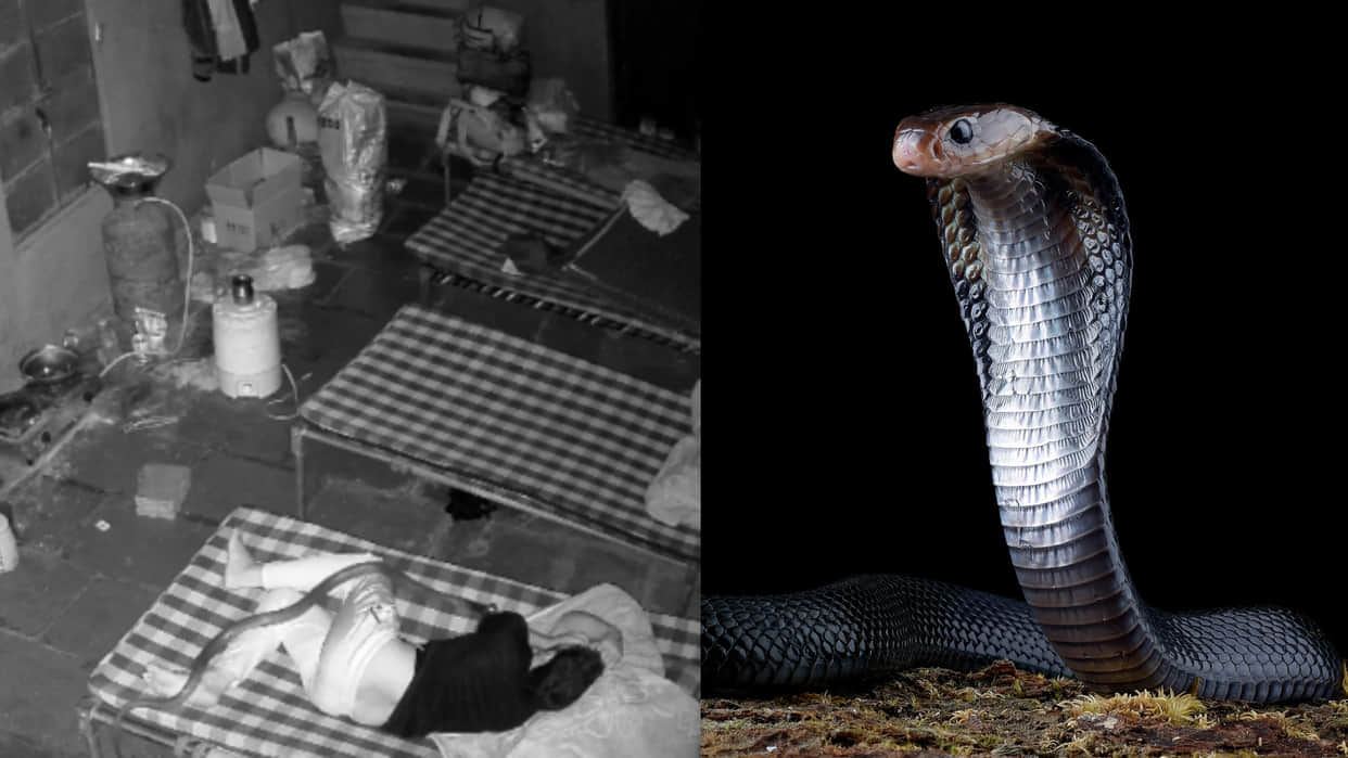Cobra climbs man bed soundly sleeping video goes viral on internet