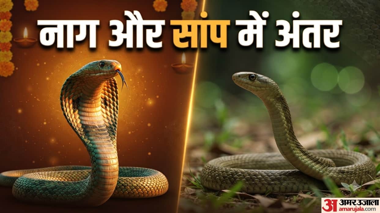 what is the difference between snake and naag cobra nag panchami