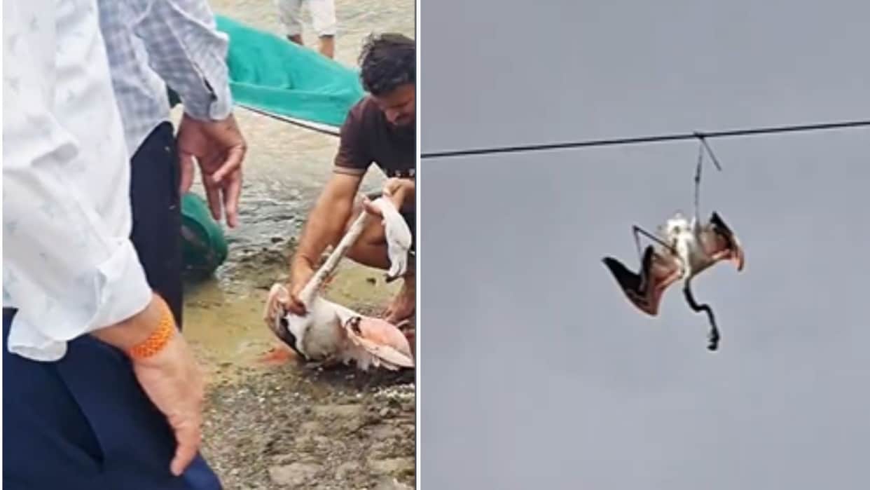 jodhpur flamingo rescue 220kv power line electricity shutdown kankani