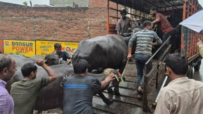 UP: Sub-Inspector struck with an iron chain in Lucknow; case registered against 24 people, 200 buffaloes remov