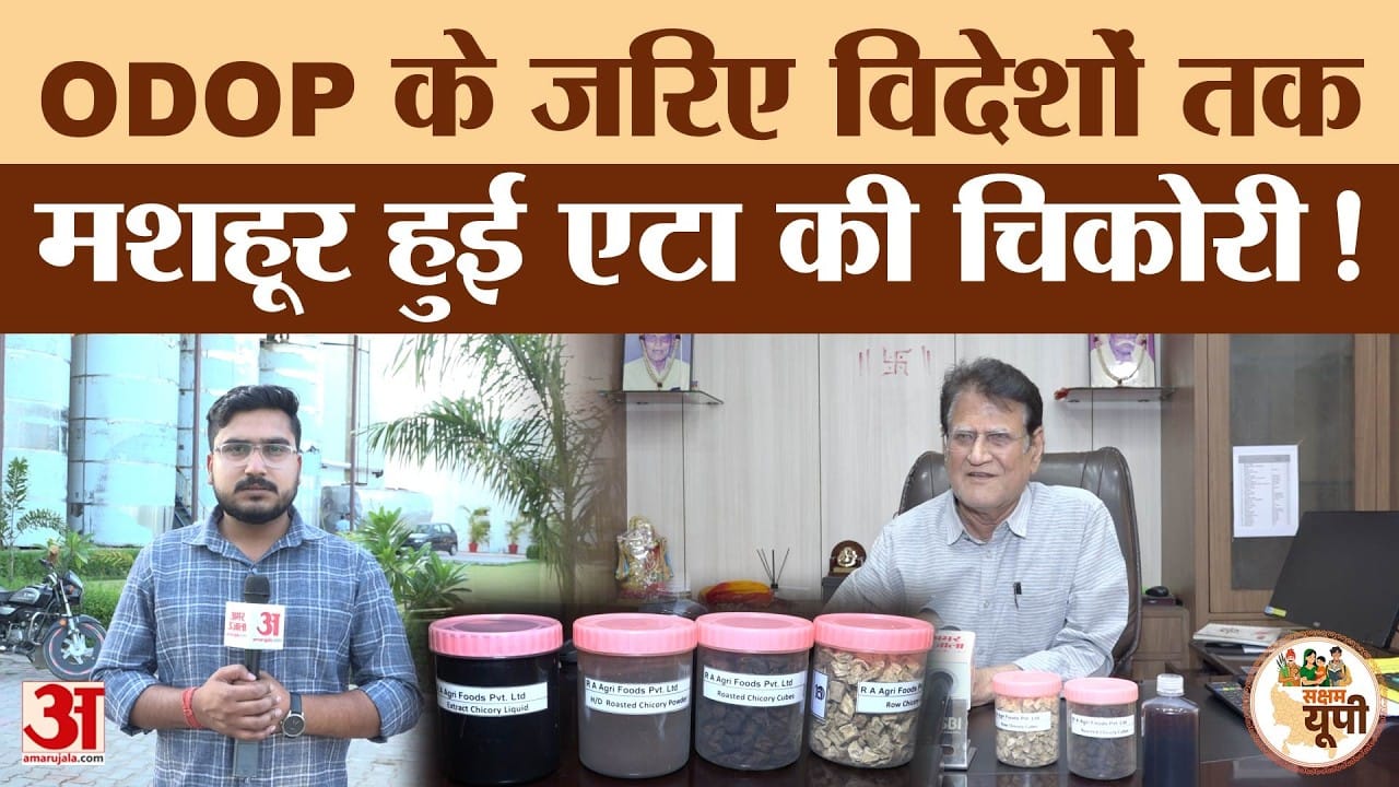 Etah Ground Report: एटा में होती है चिकोरी की खेती