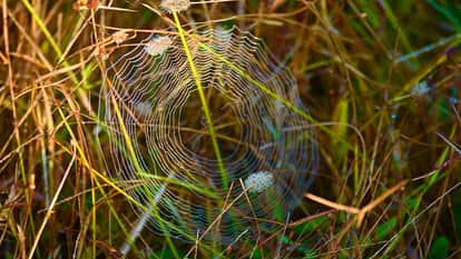 World Photography Day 2020: Photos sent by Amar Ujala readers on World Photography Day