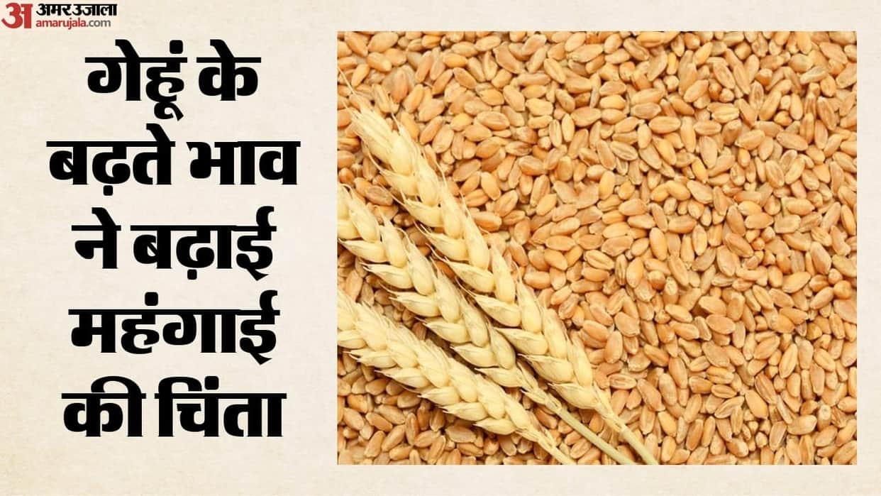 Will Flour and Bread Become More Expensive? Wheat Prices Rise by 4 pc as Black Sea Tensions Threaten Supply