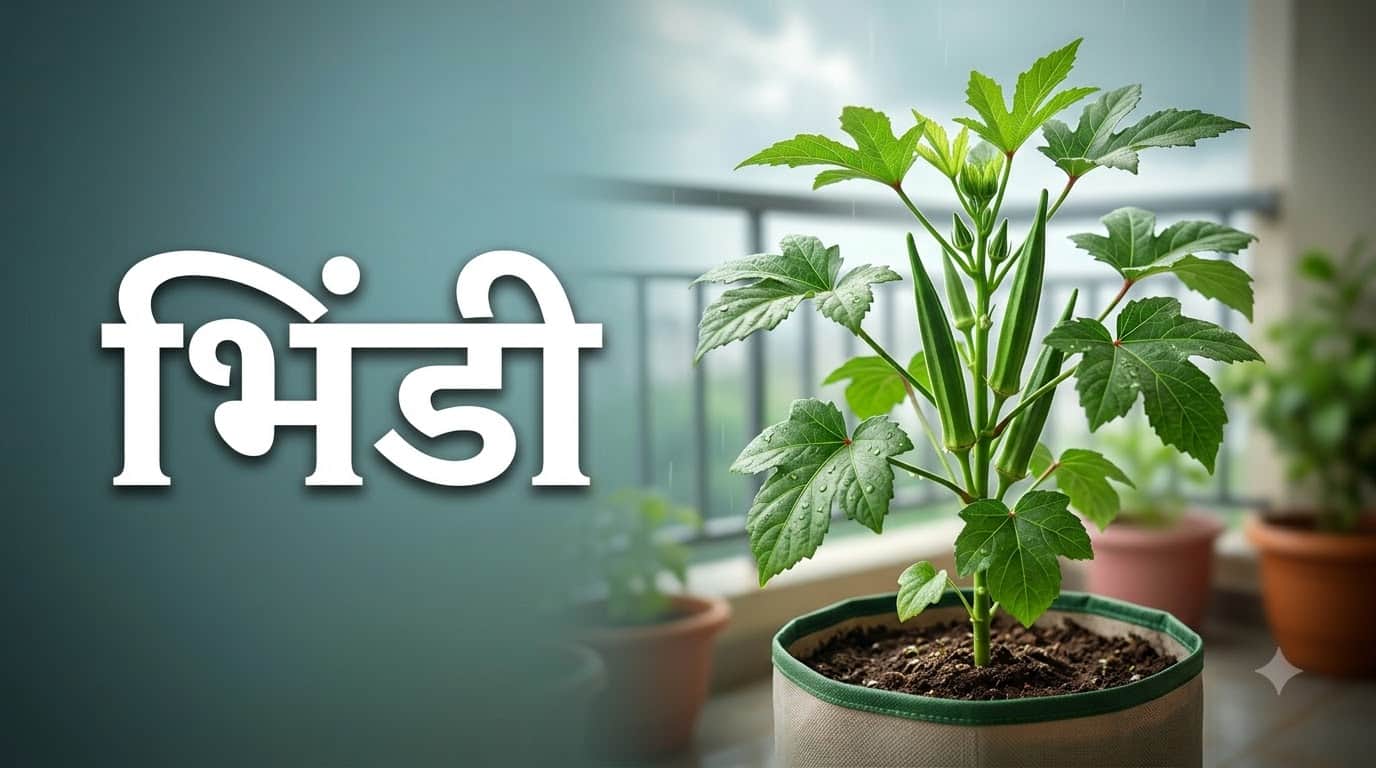 August Kitchen Garden: 5 Best Vegetables To Plant at Home During Monsoon