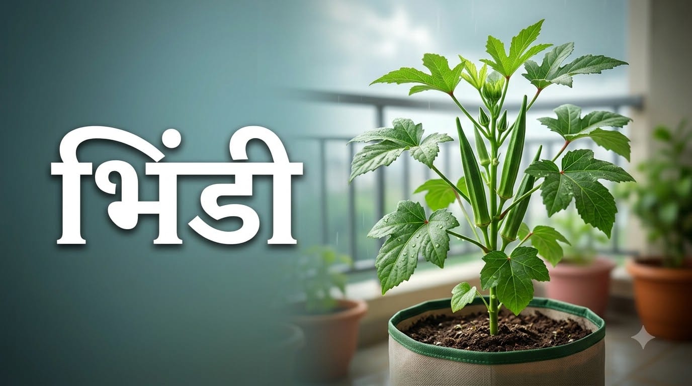 August Kitchen Garden: 5 Best Vegetables To Plant at Home During Monsoon