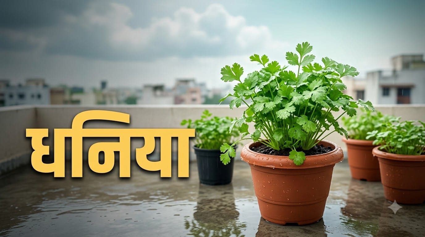 August Kitchen Garden: 5 Best Vegetables To Plant at Home During Monsoon