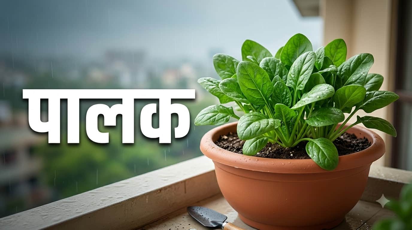 August Kitchen Garden: 5 Best Vegetables To Plant at Home During Monsoon