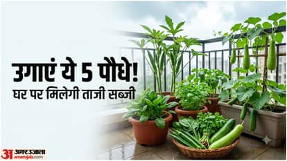 घर पर उगाएं ये 5 सब्जियां