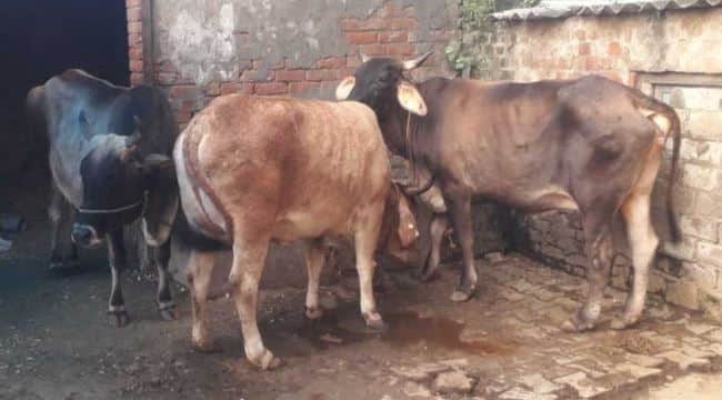 Lumpy virus havoc infection confirmed in 100 cattle