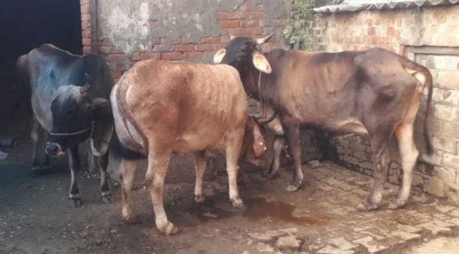Lumpy virus havoc infection confirmed in 100 cattle
