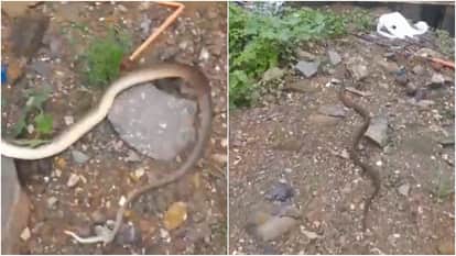 two snakes reportedly spotted In Shah Rukh Khan Mumbai bungalow Mannat lawn rescue team was called