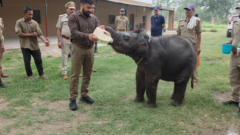 Kalagarh camp will be the home of the baby elephant Rustam who got separated from the herd
