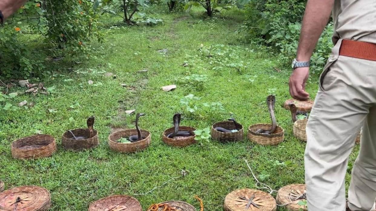 Nag Panchami in MP Forest Dept Rescues Over 20 Snakes from Snake Charmers in Damoh