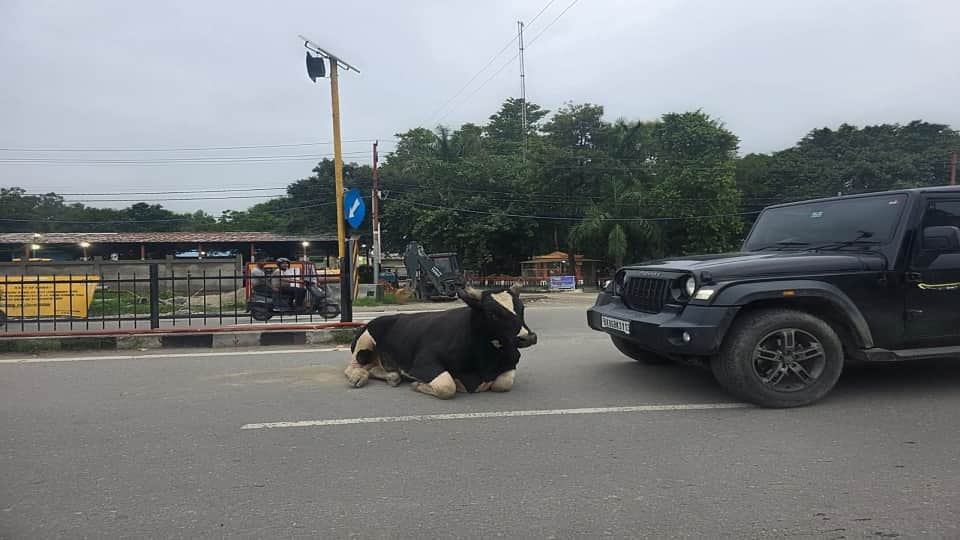 Herds of animals are causing traffic jams at various places in rudrapur