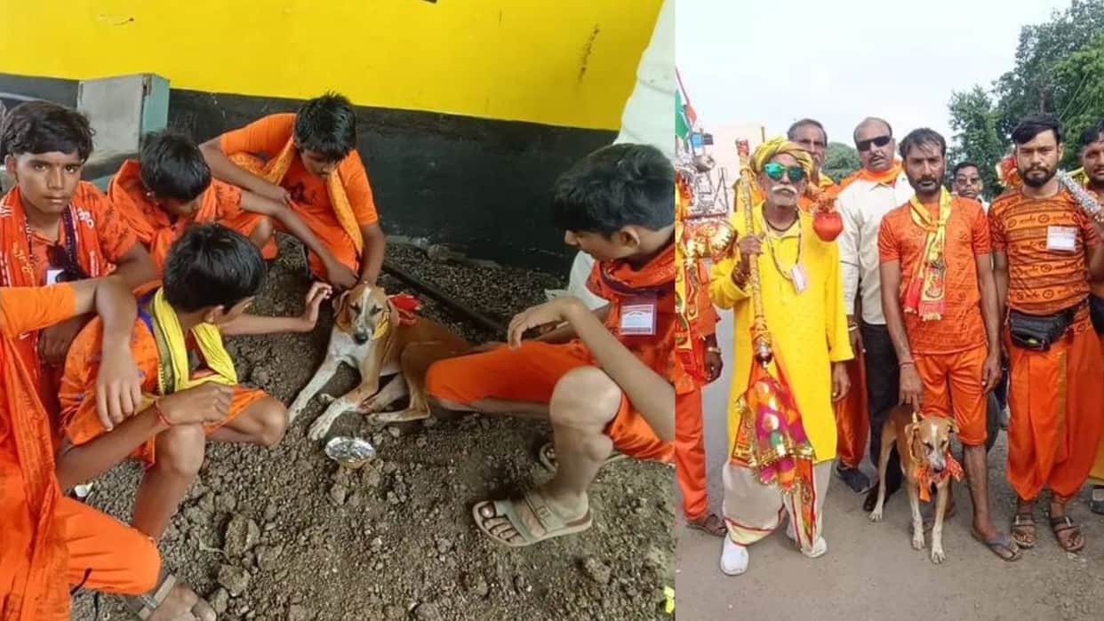 Kanwar Yatra News Pilgrims Care for Injured Dog Walking Alongside Them to Ujjain