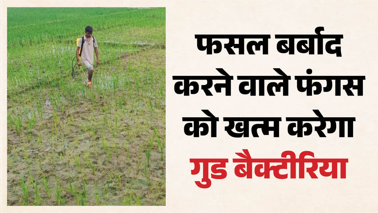 Beneficial bacteria will eliminate crop-destroying fungus.