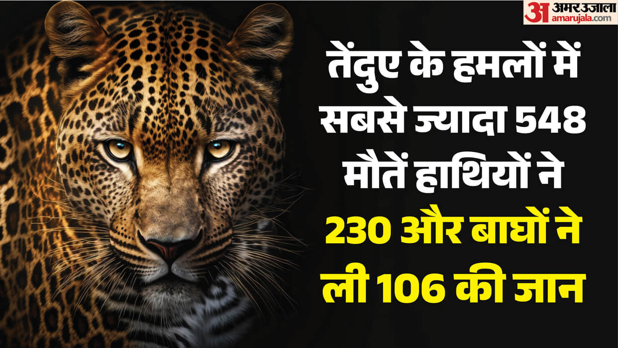 Uttarakhand Human Wildlife Conflict 954 People Killed in 25 Years, Leopard Attacks Cause 548 Deaths
