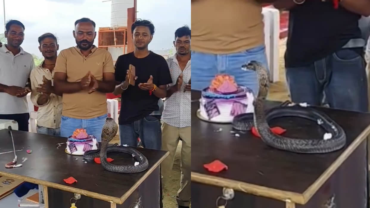 Cobra birthday celebrated by cutting cake in front of snake video goes viral on internet
