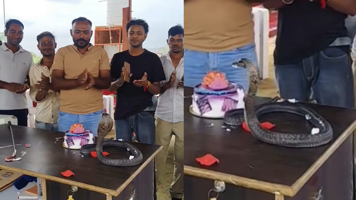 Cobra birthday celebrated by cutting cake in front of snake video goes viral on internet