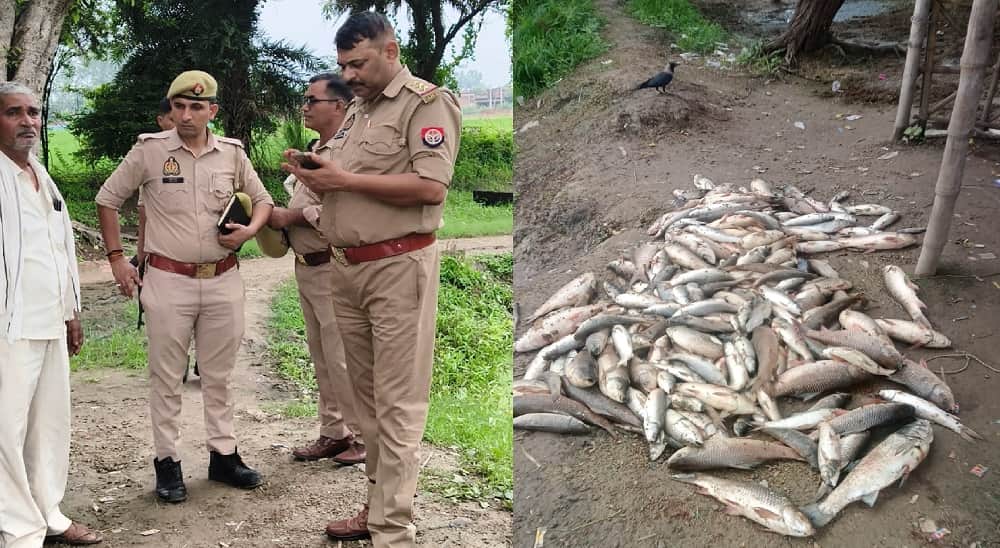 Auraiya 25 quintals of dead fish found in government pond poisoning alleged case registered against unknown